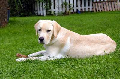Balu