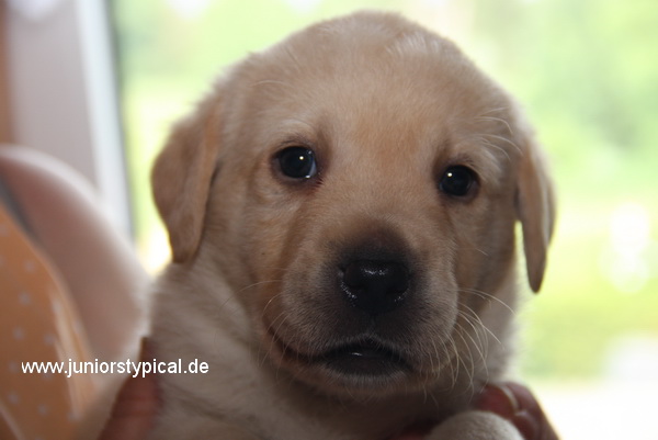 Piet