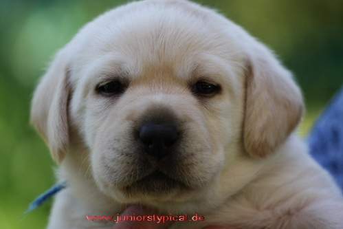 Elroy