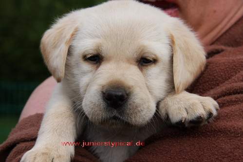 Estrella