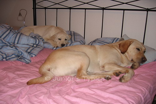 Linus und Theo
