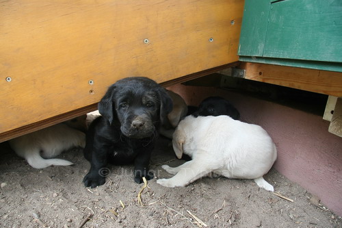 welpen