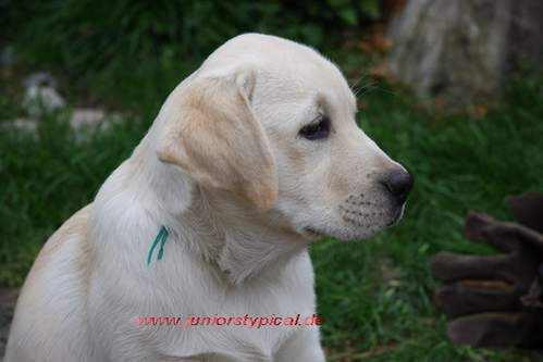 Brody