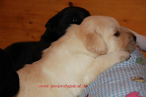 Trudy Y-Wurf