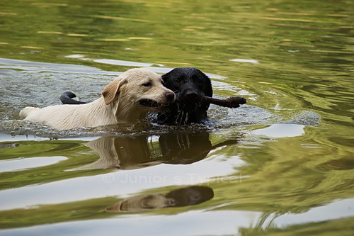 Bini und Shadow